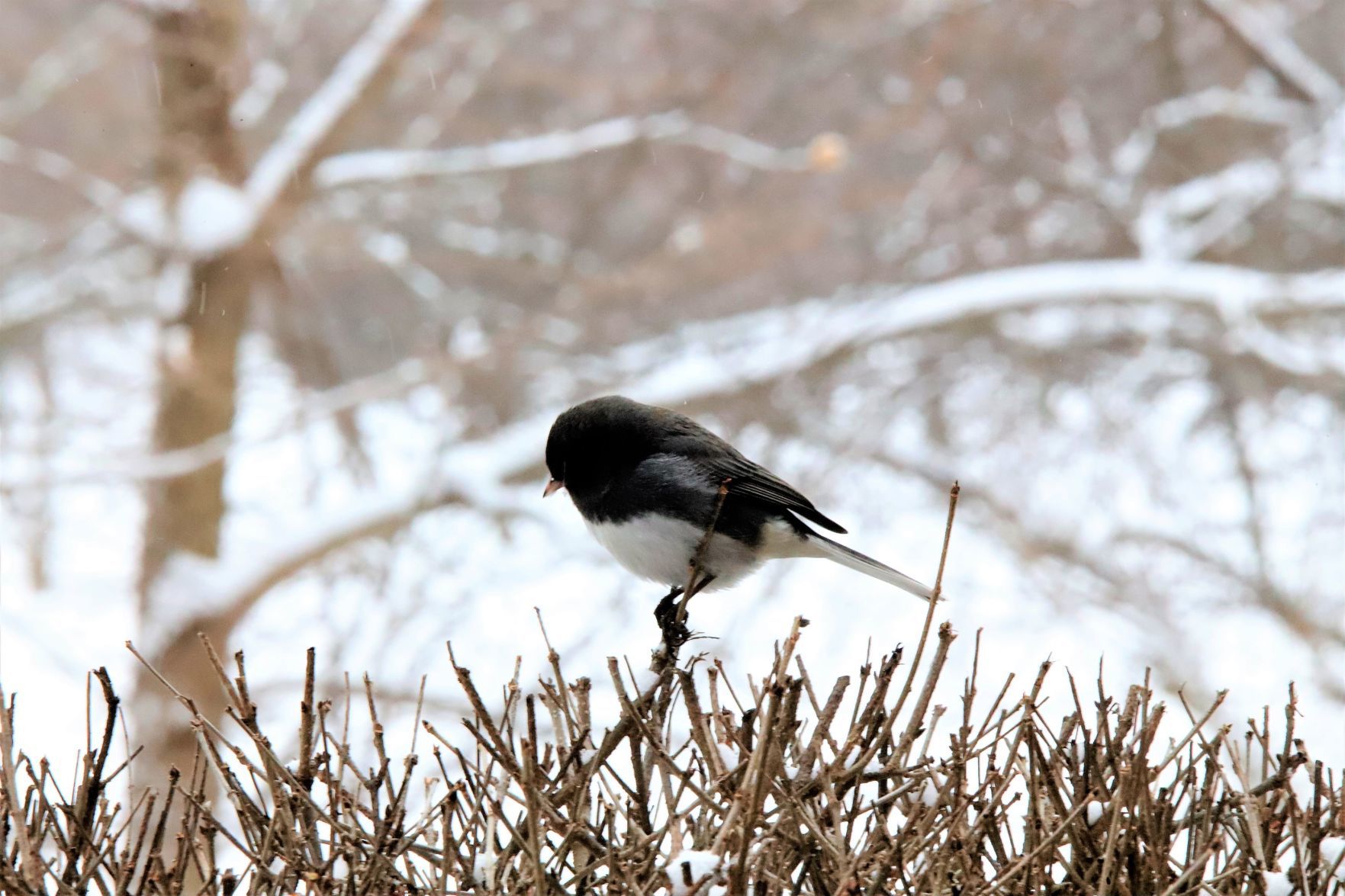 Snow bird
